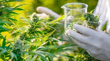 Cannabis Medicinal: la legalización del bienestar