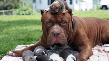 Así es Hulk, el pitbull más grande del mundo